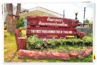 ยางพาราต้นแรกของประเทศไทย