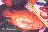 ผลิตภัณฑ์ ปลาทับทิม
